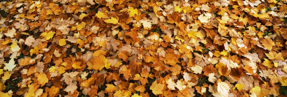 Fall foliage in the backyard Eureka Humboldt County California USA Canvas Art - Panoramic Images (27 x 9)