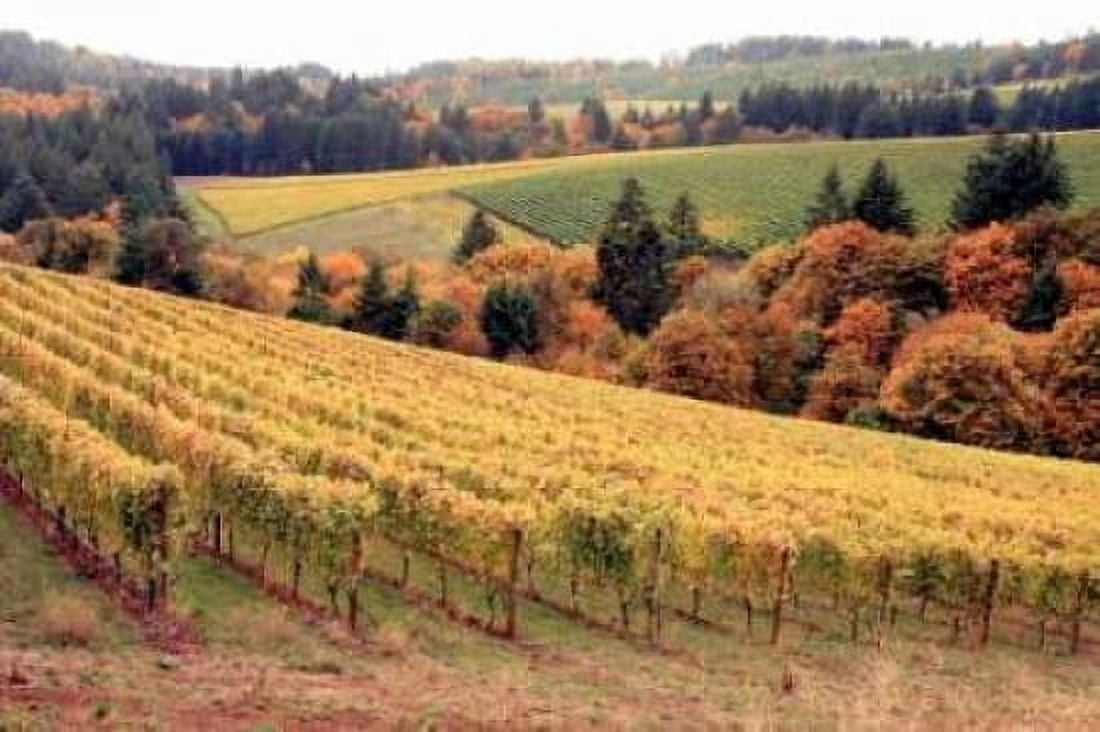 Fall in Wine Country I Canvas Art - Maureen Love (12 x 18)