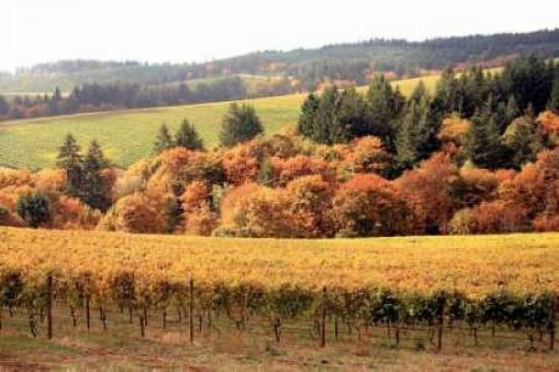 Fall in Wine Country I Canvas Art - Maureen Love (24 x 36)