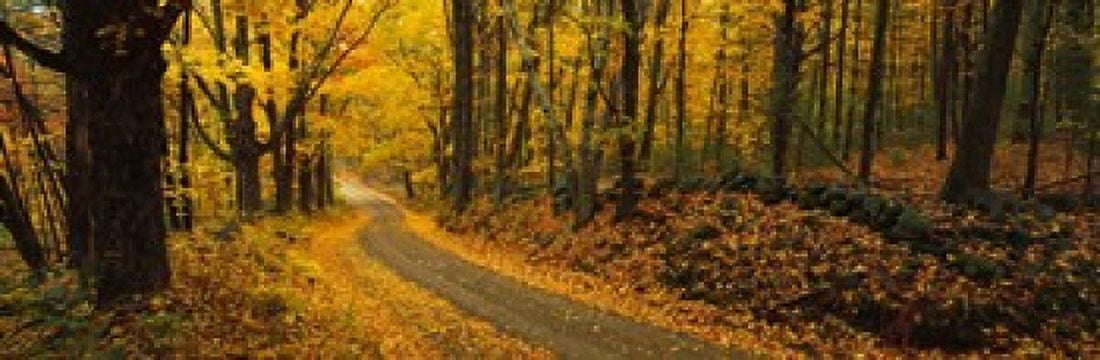 Fall woods Monadnock NH USA Canvas Art - Panoramic Images (18 x 6)