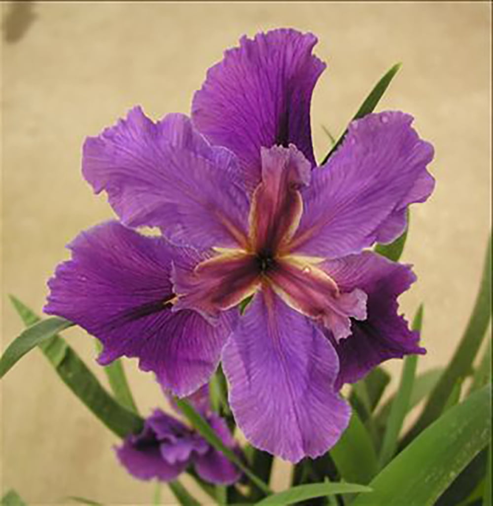 Fallen Heroes Series Kevin Matthews Hardy Louisiana Iris Plant - 2.5" Pot