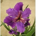 thumbnail image 1 of Fallen Heroes Series Kevin Matthews Hardy Louisiana Iris Plant - 2.5" Pot, 1 of 2