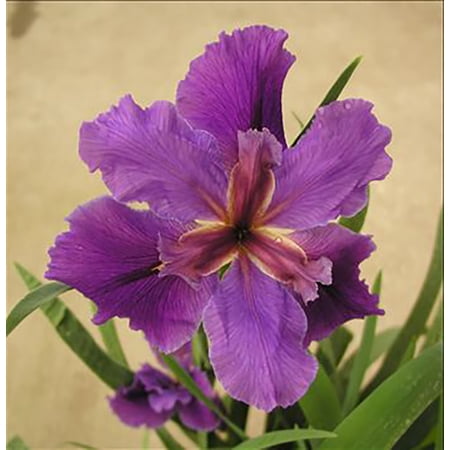 Fallen Heroes Series Kevin Matthews Hardy Louisiana Iris Plant - 2.5" Pot