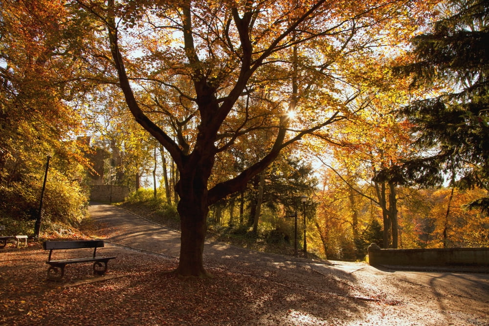 Fallen Leaves Cover The Ground Where A Park Bench Sits Under A Tree In Autumn Durham England Canvas Art - John Short Design Pics (38 x 24)