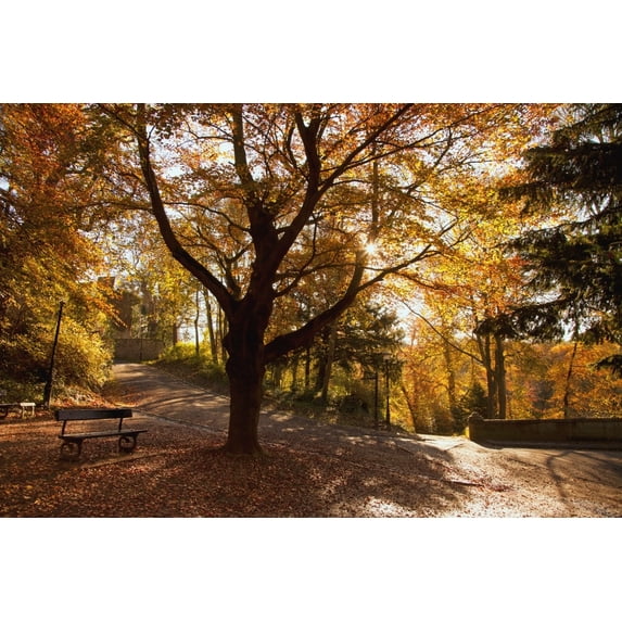 Fallen Leaves Cover The Ground Where A Park Bench Sits Under A Tree In Autumn; Durham England Poster Print