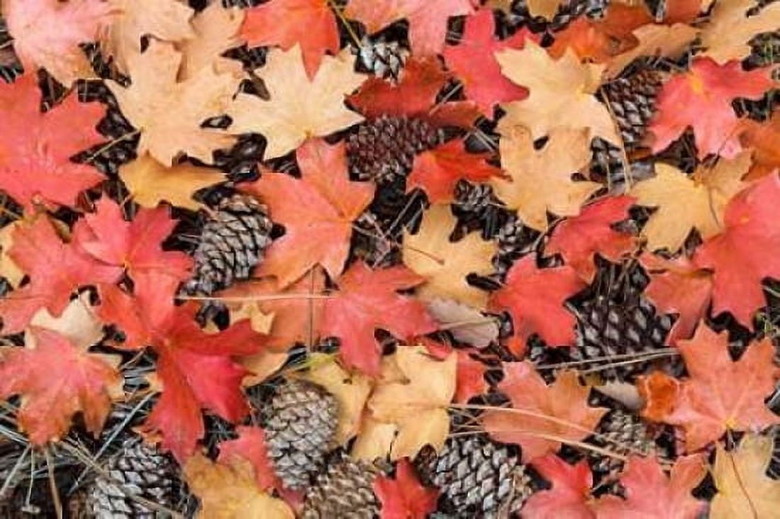 Fallen Leaves II Canvas Art - Kathy Mahan (24 x 36)