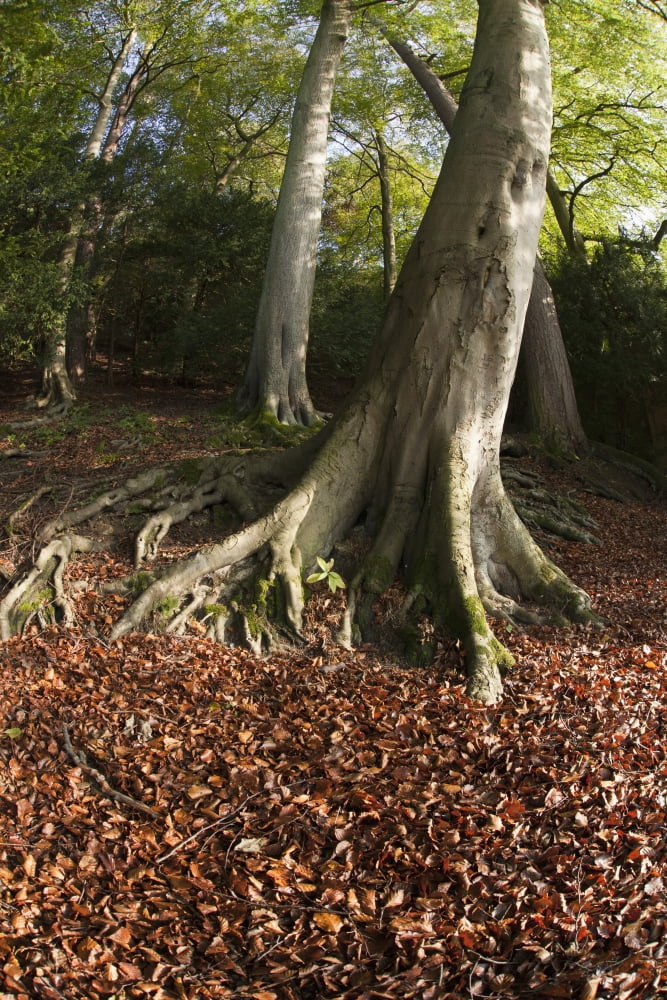 Fallen Leaves On The Ground At The Base Of A Tree In Autumn North Yorkshire England Canvas Art - John Short  Design Pics (12 x 19)