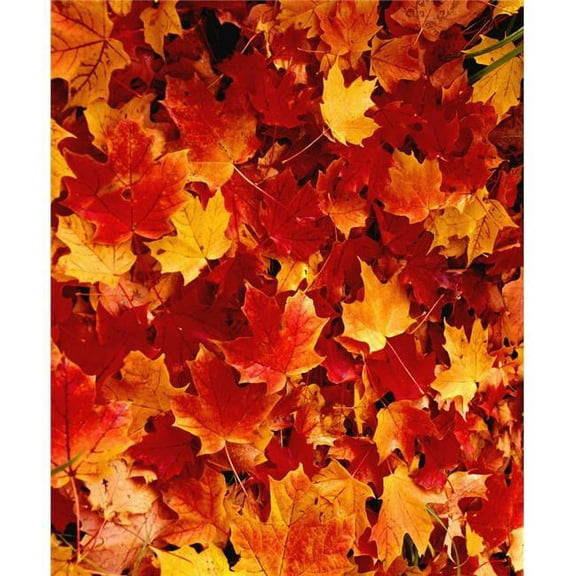 Fallen Maple Leaves Poster Print by David Chapman - 12 x 15