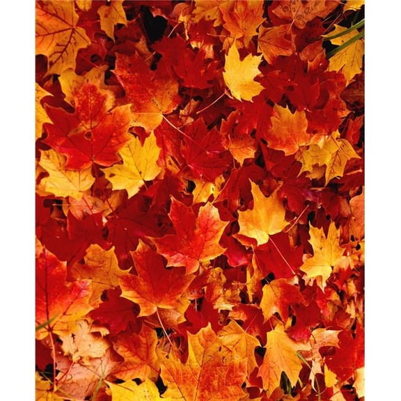 Fallen Maple Leaves Poster Print by David Chapman, 24 x 30 - Large