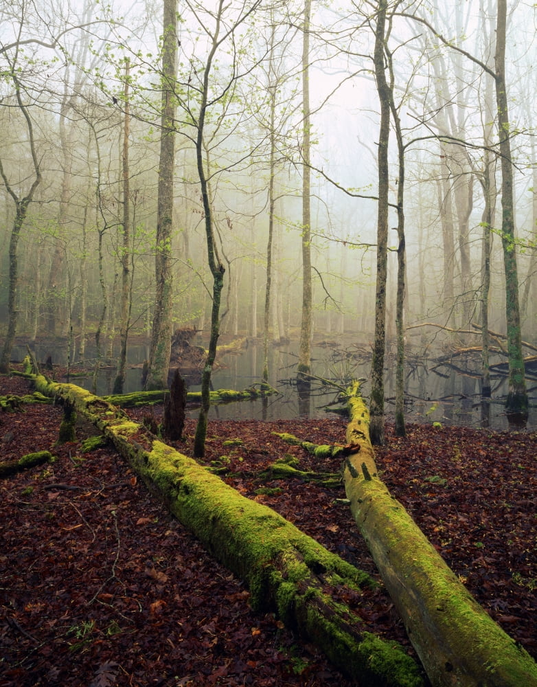 Fallen Moss-Covered Trees Bog With Mist Filtered Sunlight Cades Cove Great Smoky Mountains National Park Canvas Art - Natural Selection Jerry Whaley Design Pics (26 x 34)
