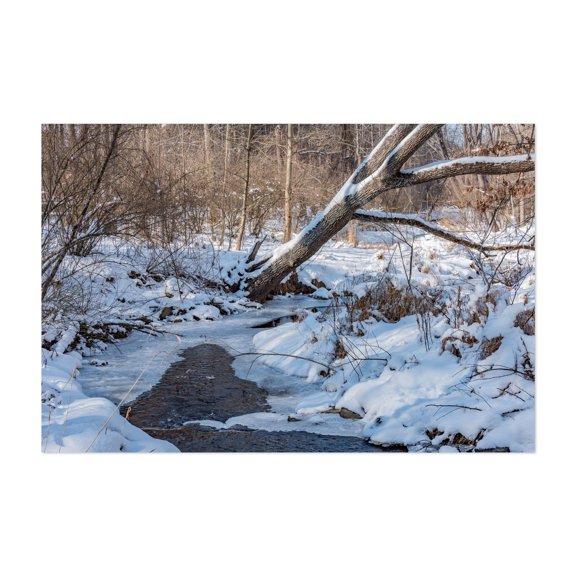 A Fallen Tree along the Codorus Creek, York PA - York Pennsylvania Photography Snow Winter Nature Scenic Woodland Forest Landscape Unframed Wall Art Print 4 x 6 inches