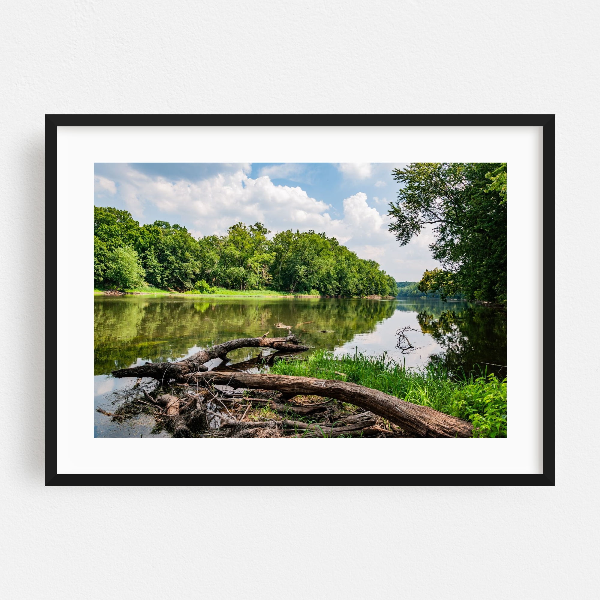 Fallen Trees in the Potomac River on a Summer Day - Leesburg Virginia ...