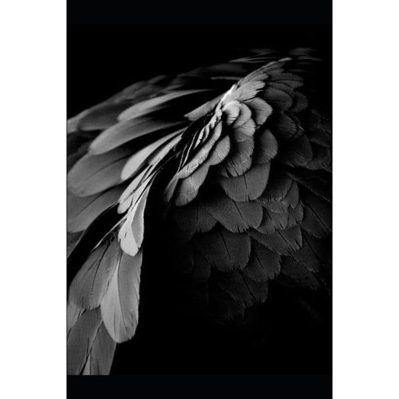 Fallen Wing Saga: First Feathers (Paperback)
