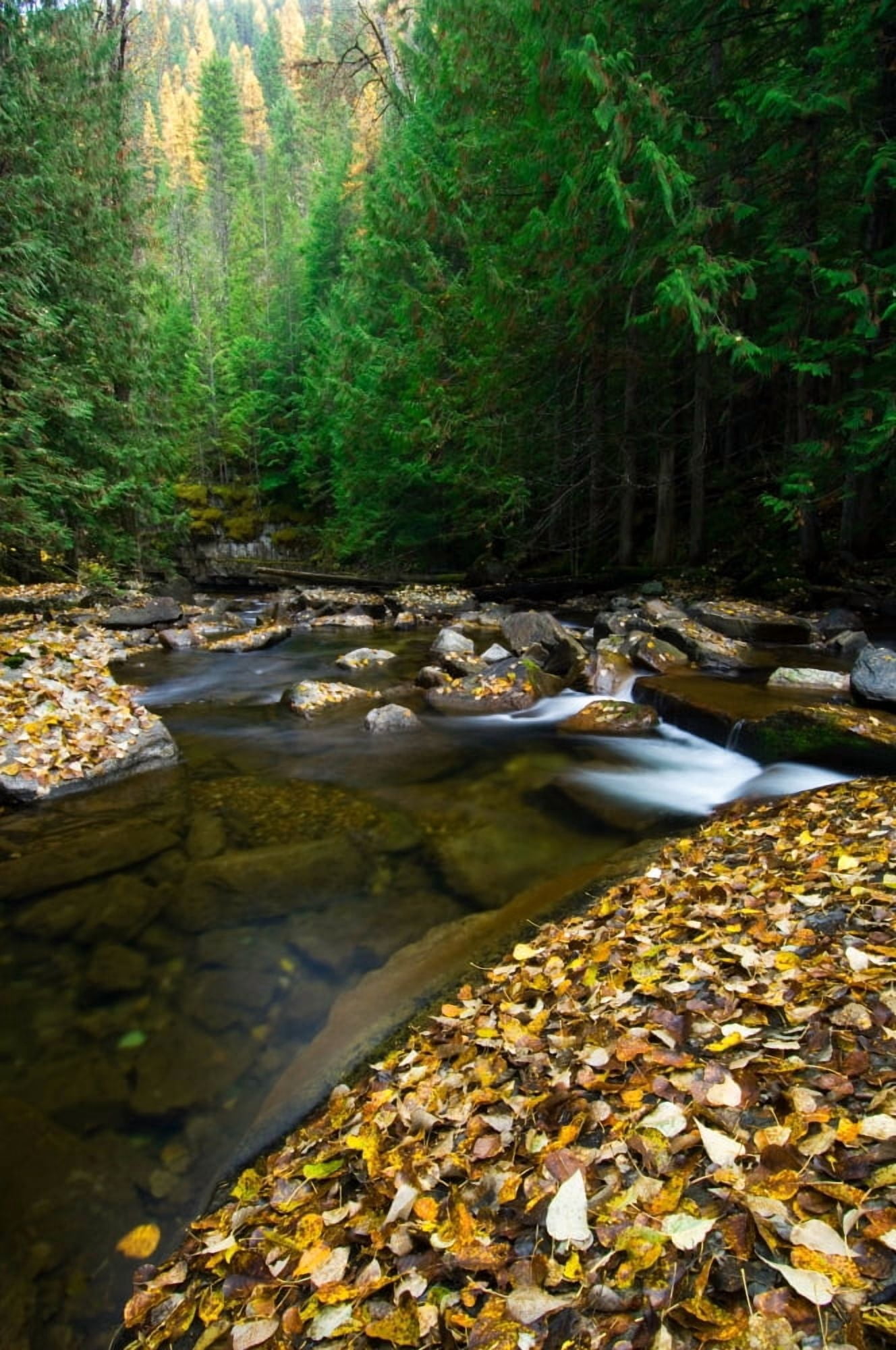Fallen autumn color leaves and forest along Ross Creek Montana USA Canvas Art - Panoramic Images (12 x 36)