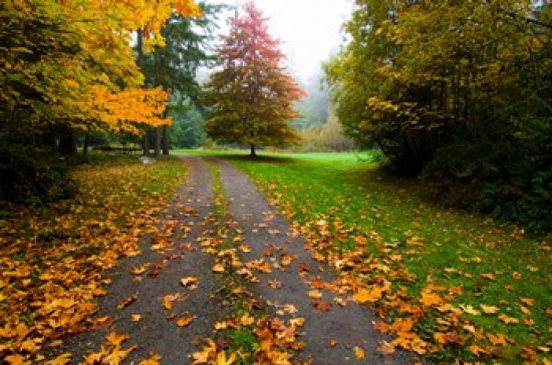 Fallen leaves on a road Washington State USA Canvas Art - Panoramic Images (36 x 24)