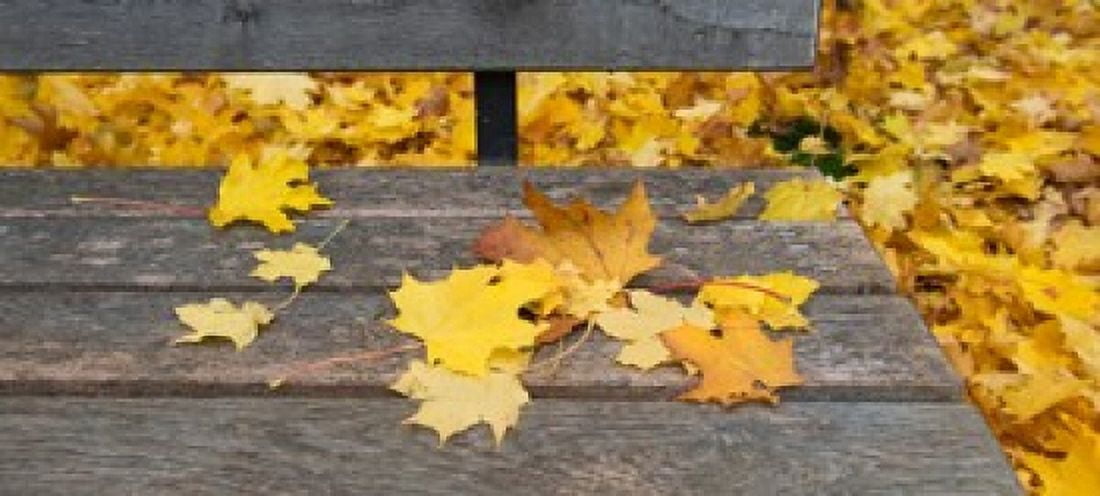 Fallen leaves on a wooden bench Baden-Wurttemberg Germany Canvas Art - Panoramic Images (15 x 7)