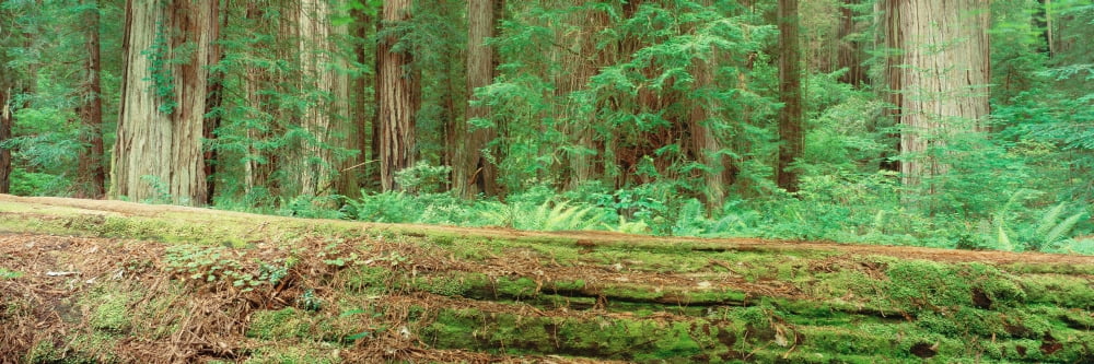 Fallen tree and forest Canvas Art - Panoramic Images (36 x 12)