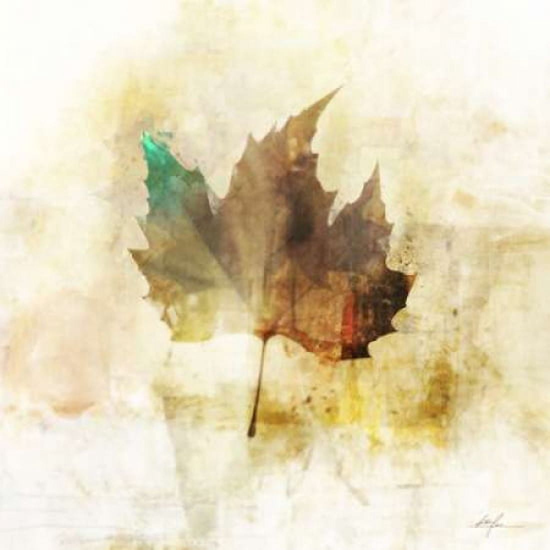 Falling Maple Leaf 1 Canvas Art - Ken Roko (24 x 24)