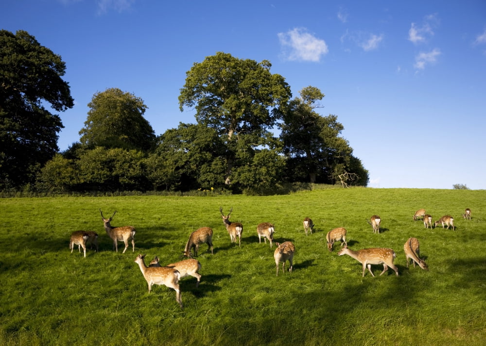 Fallow Deer in the Demesne Doneraile Court County Cork Ireland Canvas Art - George Munday Design Pics (18 x 13)