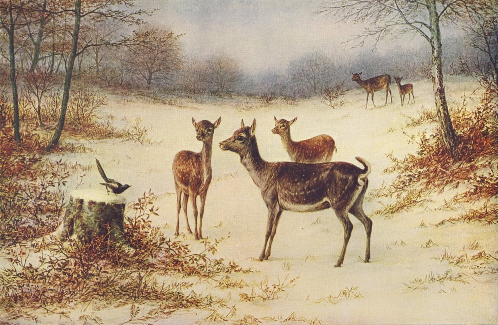 Fallow Deer in the Winter Canvas Art - Luker William (18 x 24)