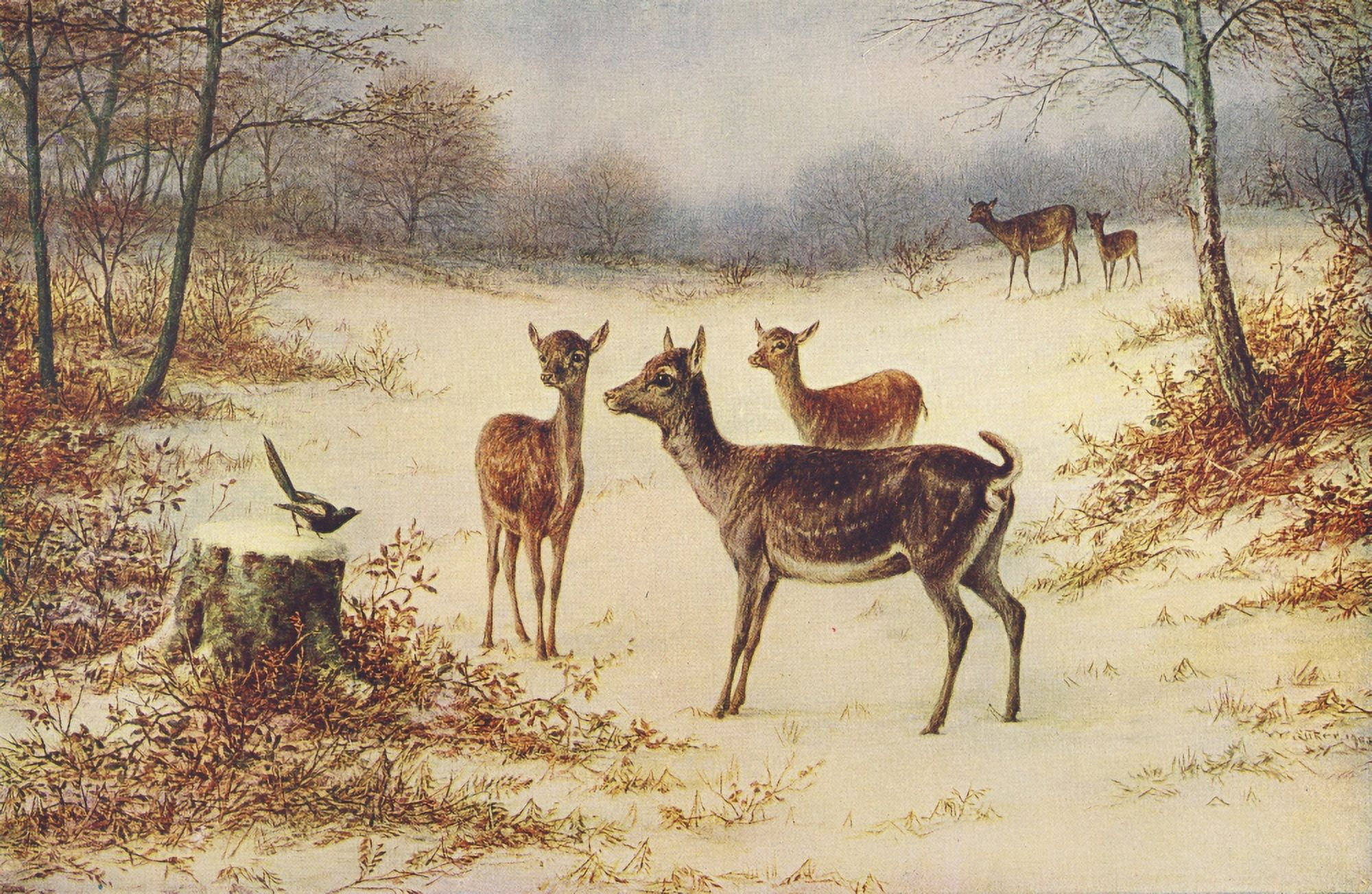 Fallow Deer in the Winter Canvas Art - Luker William (24 x 36)