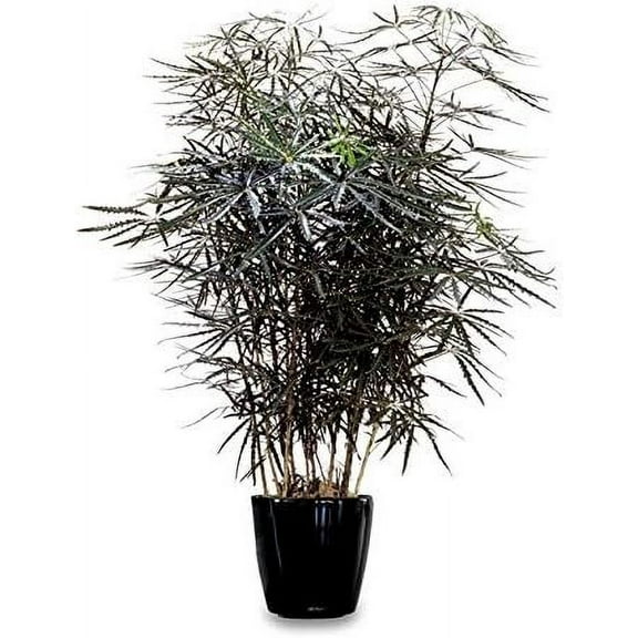 False Aralia - Live Plant in a 10 Inch Pot - Schefflera Elegantissima - Beautifully Textured Indoor Foliage Specimen