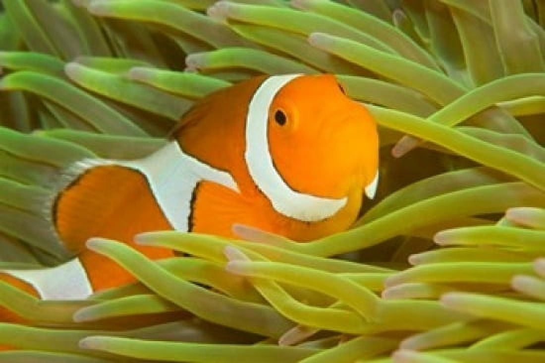 False Clown Anemonefish Raja Ampat Region of Papua Indonesia Canvas Art - Stuart Westmorland DanitaDelimont (36 x 24)