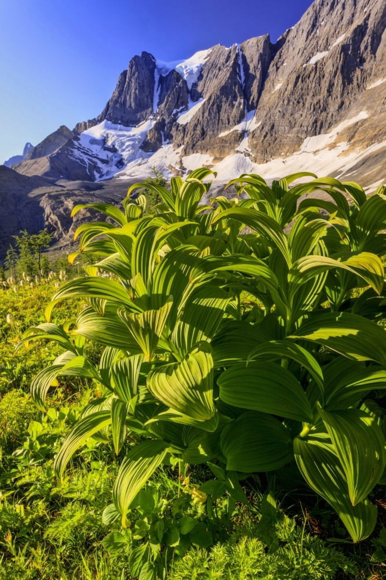 False Hellebore At The Base Of The Rockwall Cliff And Tumbling Glacier In Kootenay National Park British Columbia Canada Canvas Art - Ron Watts Design Pics (24 x 36)