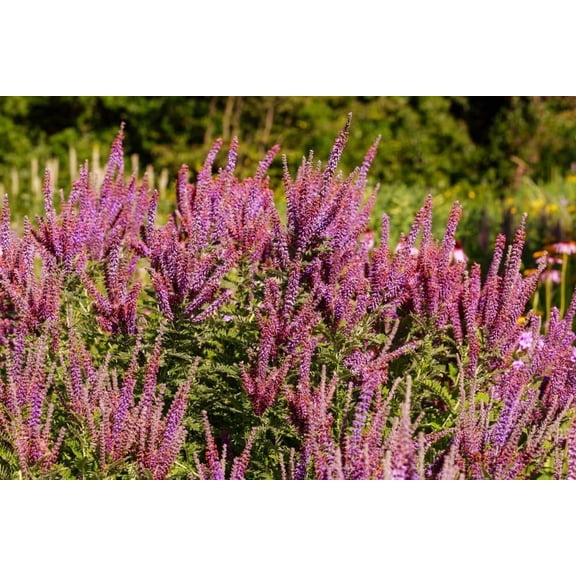 False Indigo Seedlings for Planting 1 Seedling
