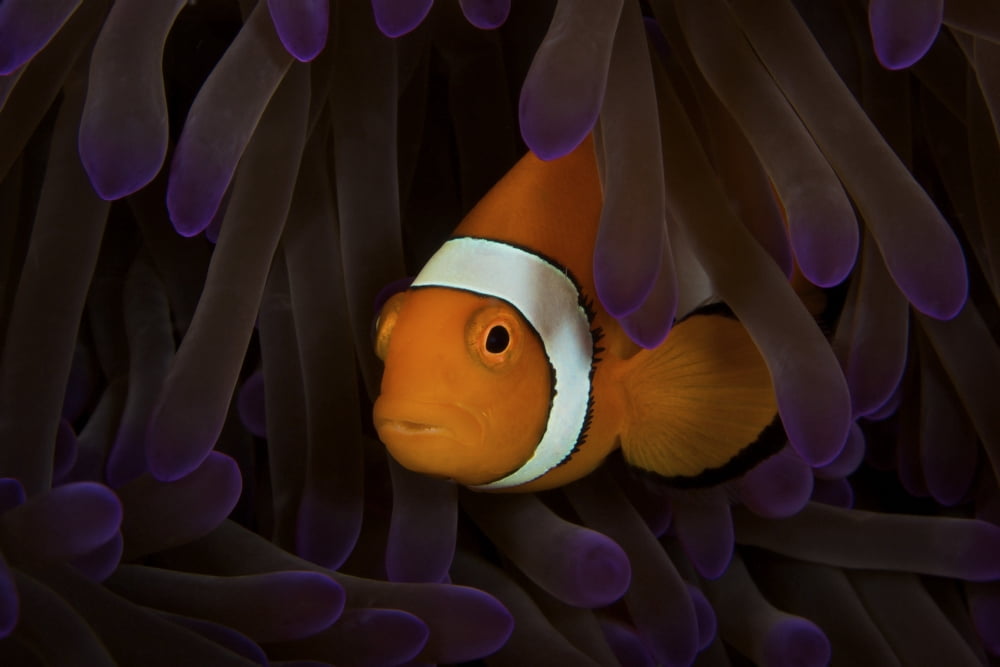 False Ocellaris Clownfish in its host anemone Papua New Guinea Canvas Art - Terry MooreStocktrek Images (18 x 12)