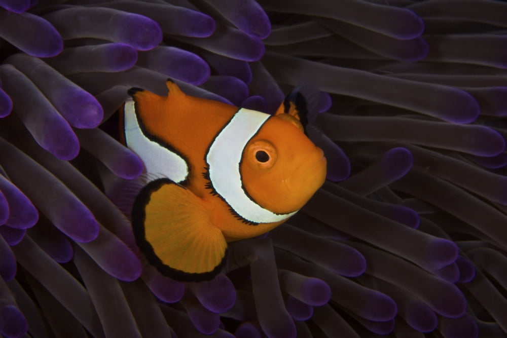 False Ocellaris Clownfish in its host anemone Papua New Guinea Canvas Art - Terry MooreStocktrek Images (35 x 23)
