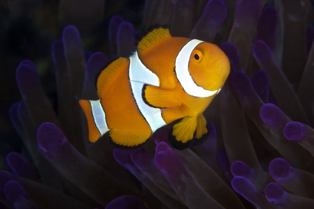 False Ocellaris Clownfish in its host anemone Papua New Guinea Canvas Art - Terry MooreStocktrek Images (35 x 23)