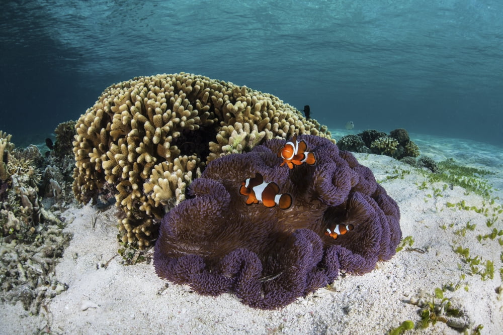 False clownfish swim near their host anemone Canvas Art - Ethan DanielsStocktrek Images (18 x 12)