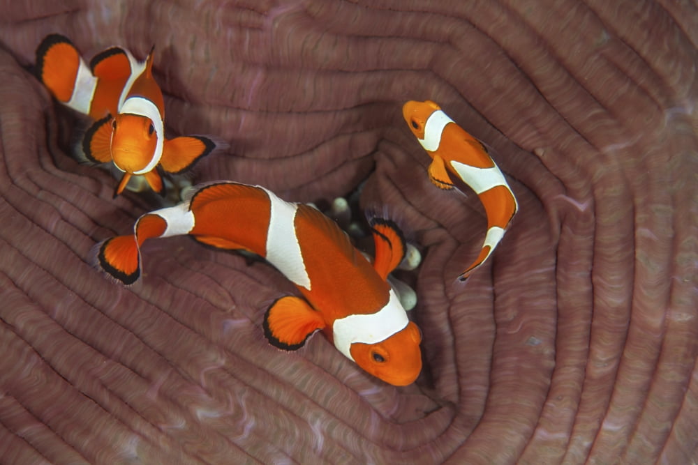 False clownfish swimming around their host anemone Canvas Art - Ethan DanielsStocktrek Images (17 x 12)