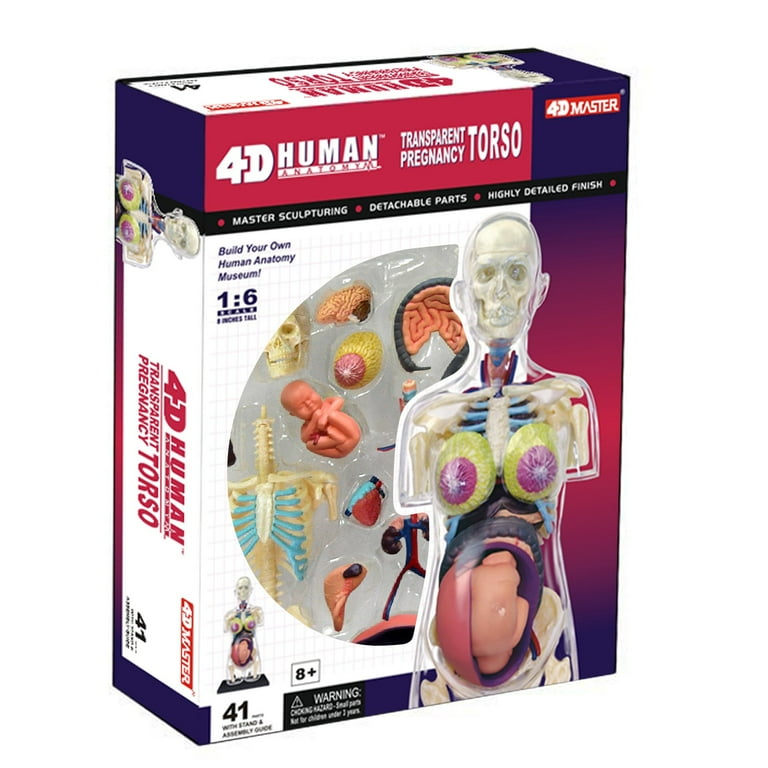 Famemaster 4D-Vision Transparent Pregnancy Torso Anatomy Model