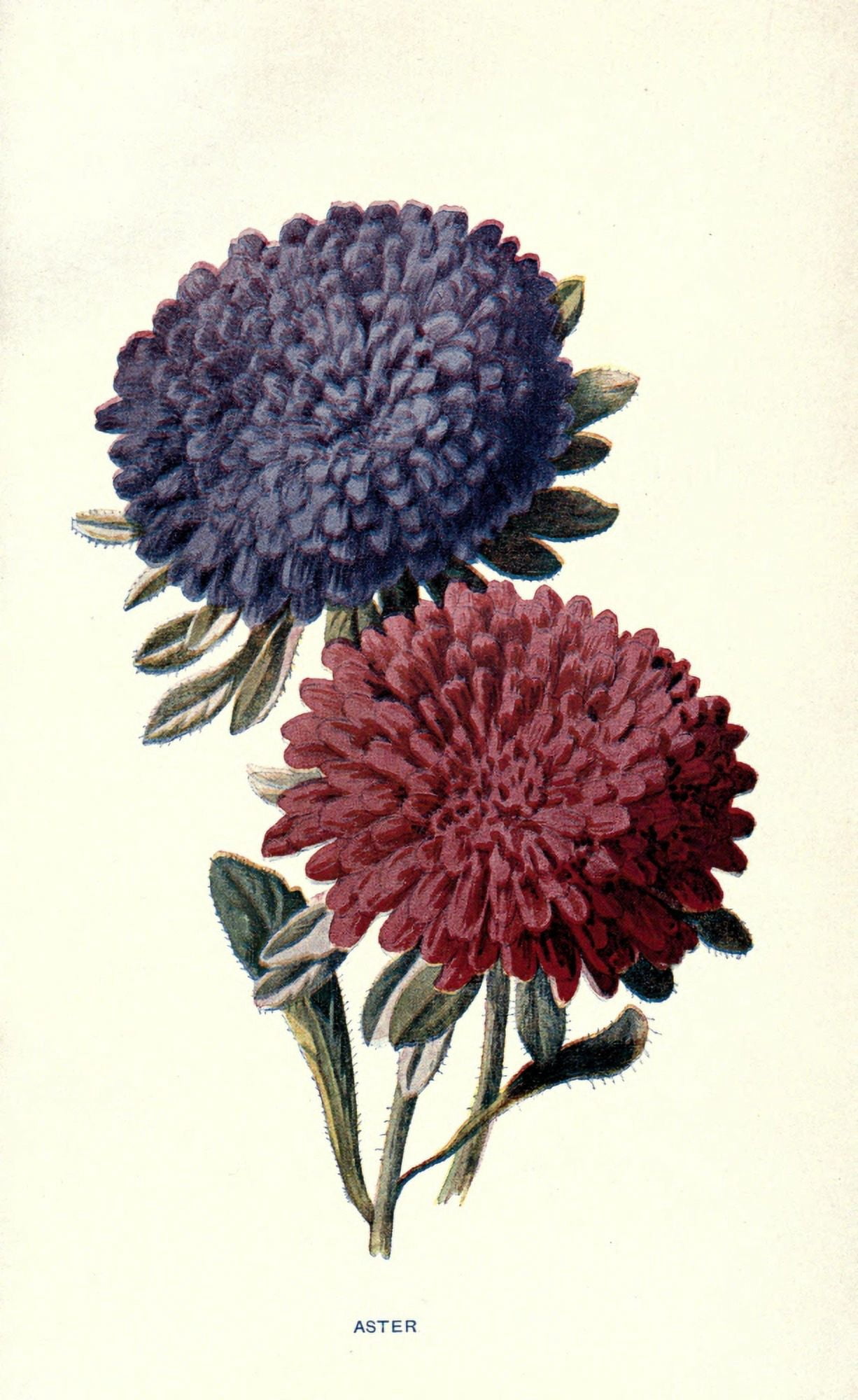 Familiar Garden Flowers 1907 Aster Canvas Art - F Hulme (18 x 24)