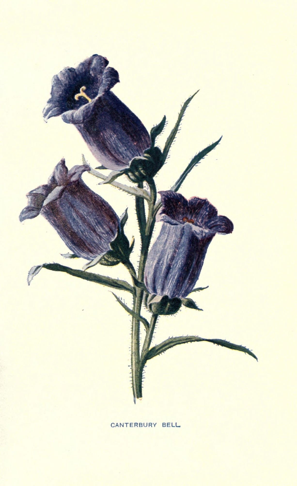 Familiar Garden Flowers 1907 Canterbury Bell Canvas Art - F Hulme (18 x 24)