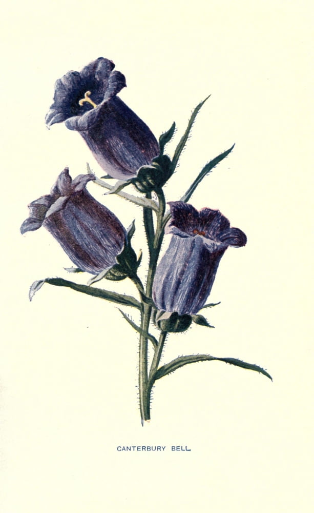 Familiar Garden Flowers 1907 Canterbury Bell Canvas Art - F Hulme (24 x 36)