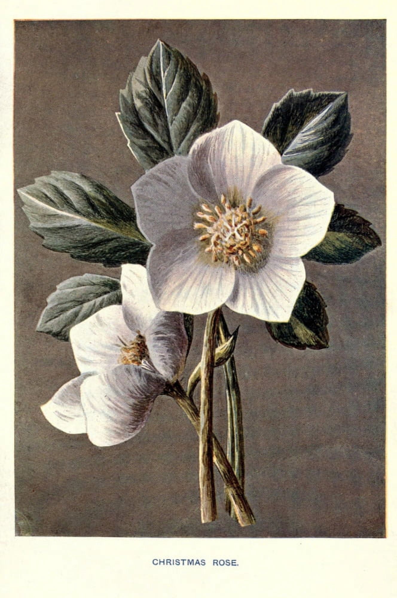 Familiar Garden Flowers 1907 Christmas Rose Canvas Art - F Hulme (18 x 24)