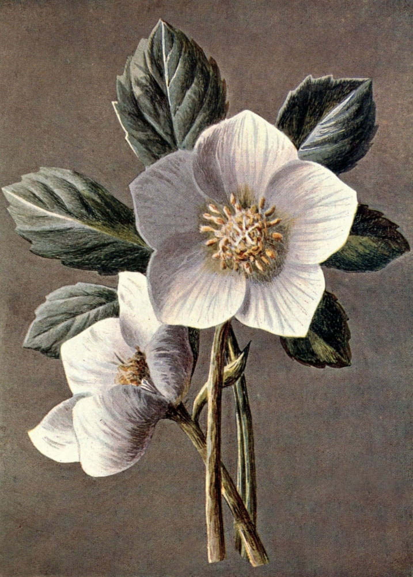 Familiar Garden Flowers 1907 Christmas Rose Canvas Art - Frederick Hulme (24 x 36)