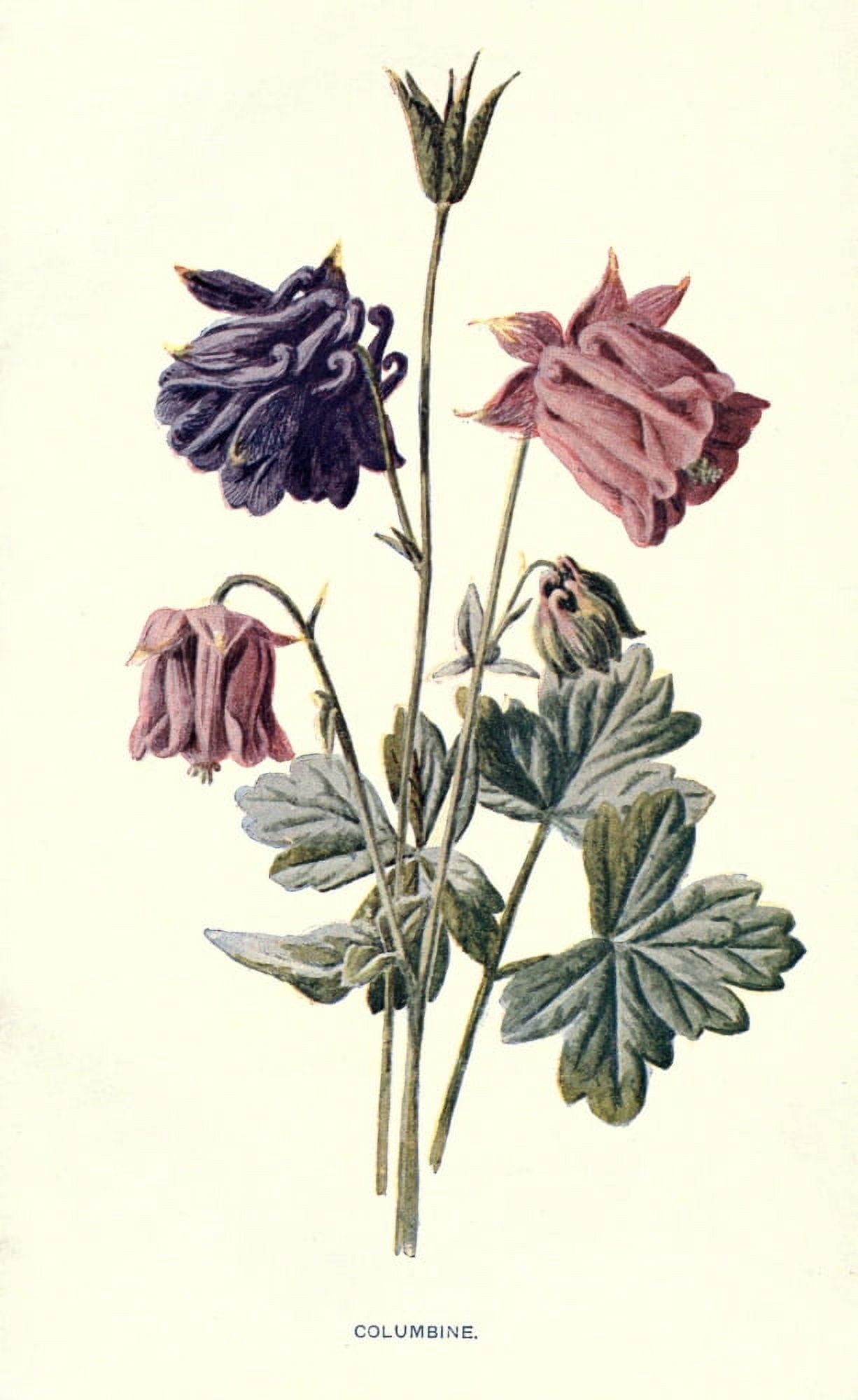Familiar Garden Flowers 1907 Columbine Canvas Art - F Hulme (18 x 24)