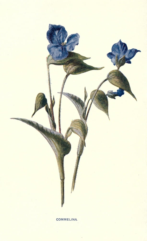 Familiar Garden Flowers 1907 Commelina Canvas Art - F Hulme (24 x 36)