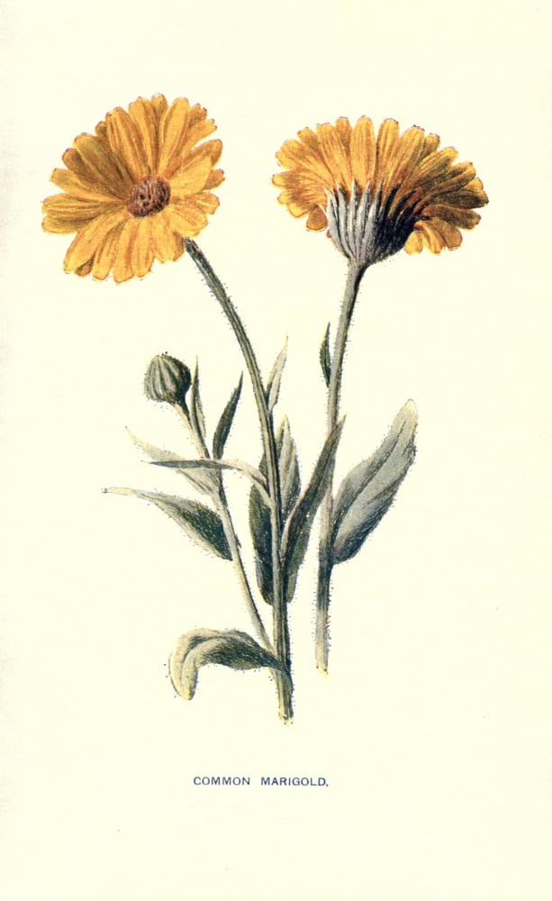 Familiar Garden Flowers 1907 Common Marigold Canvas Art - F Hulme (18 x 24)