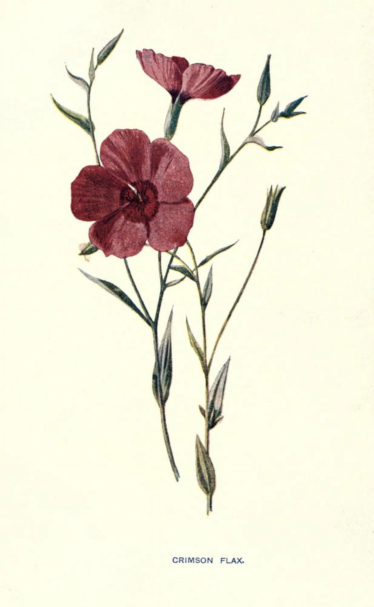 Familiar Garden Flowers 1907 Crimson Flax Canvas Art - F Hulme (24 x 36)