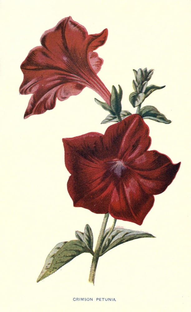 Familiar Garden Flowers 1907 Crimson Petunia Canvas Art - F Hulme (18 x 24)