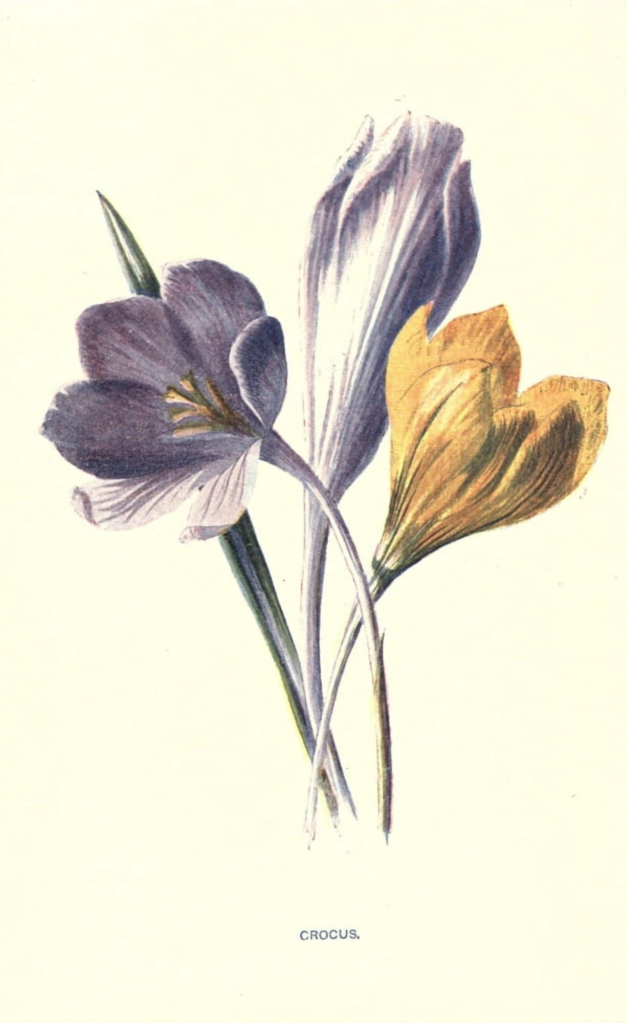 Familiar Garden Flowers 1907 Crocus Canvas Art - F Hulme (24 x 36)