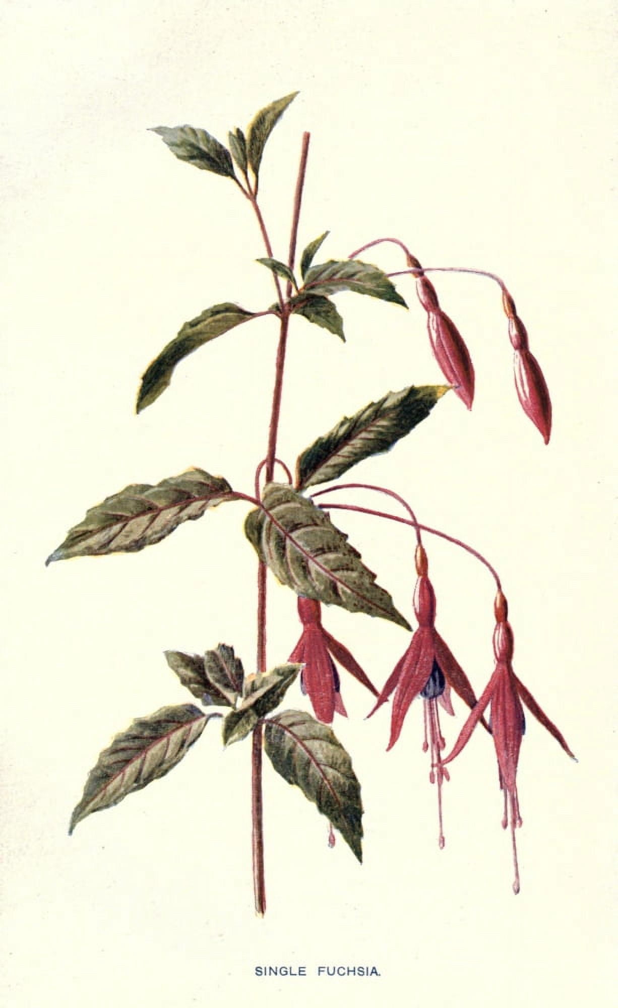 Familiar Garden Flowers 1907 Fuchsia Canvas Art - F Hulme (18 x 24)