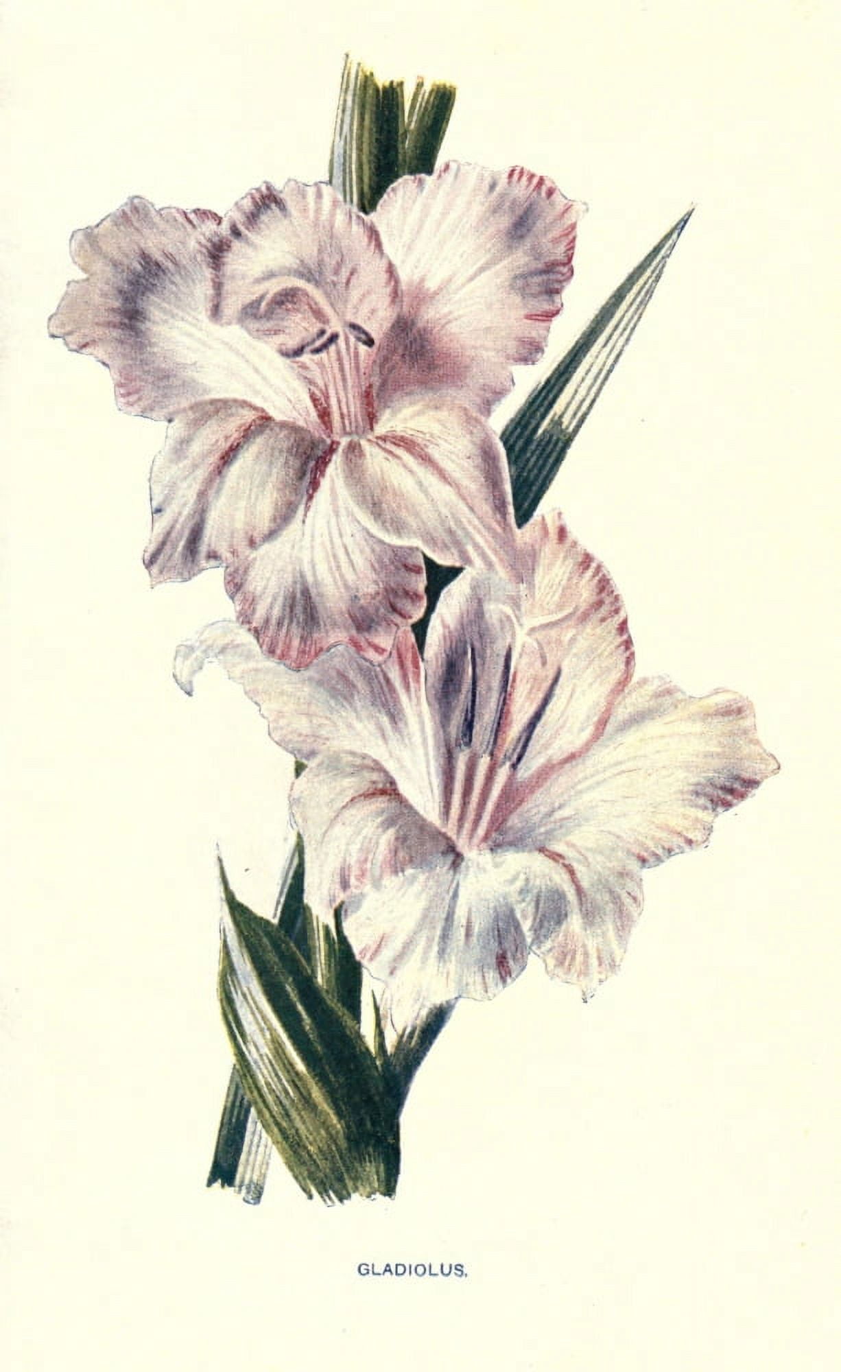 Familiar Garden Flowers 1907 Gladiolus Canvas Art - F Hulme (18 x 24)