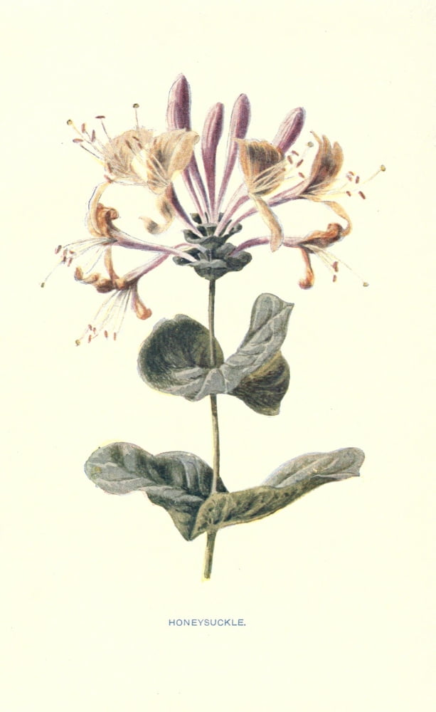 Familiar Garden Flowers 1907 Honeysuckle Canvas Art - F Hulme (18 x 24)