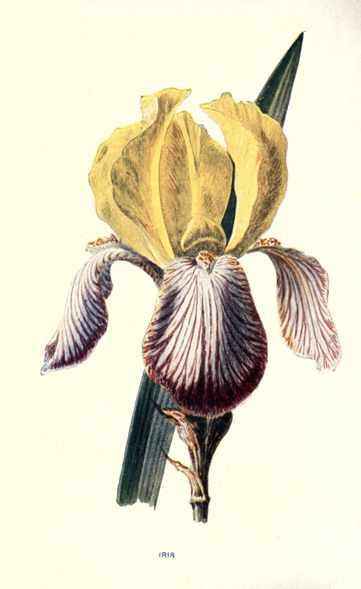 Familiar Garden Flowers 1907 Iris Canvas Art - F Hulme (24 x 36)